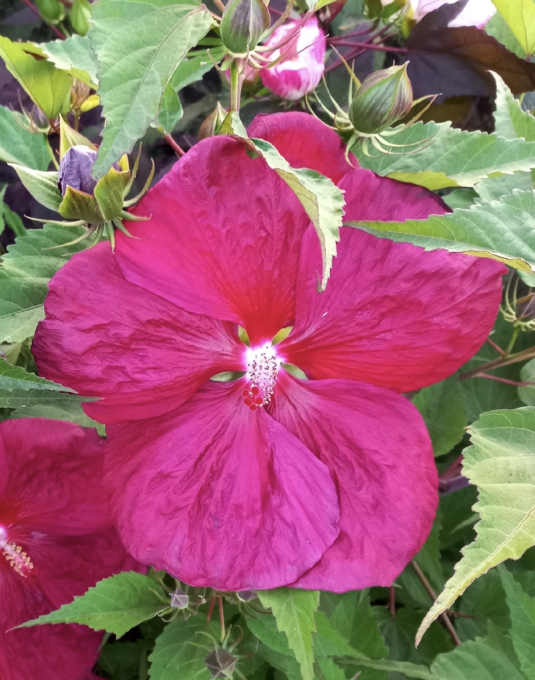 Бордо (Bordeaux)